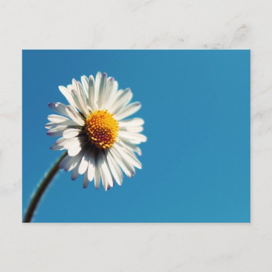 大青空の下の明るい白いデイジー ポストカード (正面)