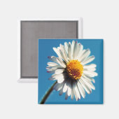 大青空の下の明るい白いデイジー マグネット (正面/裏面)