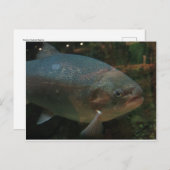 大魚 ポストカード (正面/裏面)