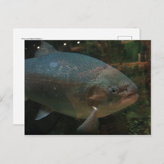 大魚 ポストカード (正面/裏面)