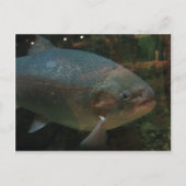 大魚 ポストカード (正面)