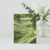 大麦畑 ポストカード (スタンド正面)