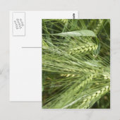 大麦畑 ポストカード (正面/裏面)