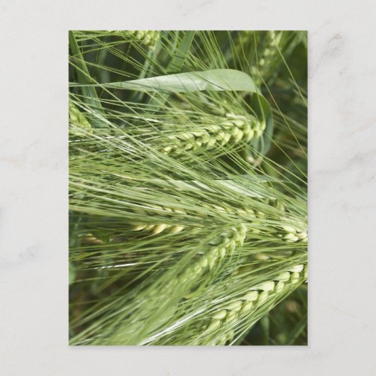 大麦畑 ポストカード (正面)