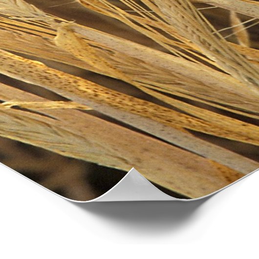 大麦 ポスター (角)