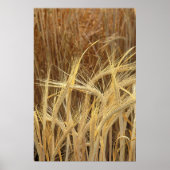 大麦 ポスター (正面)