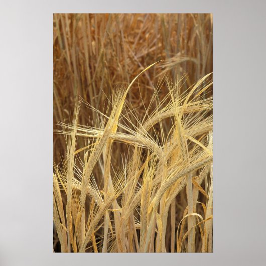 大麦 ポスター (正面)