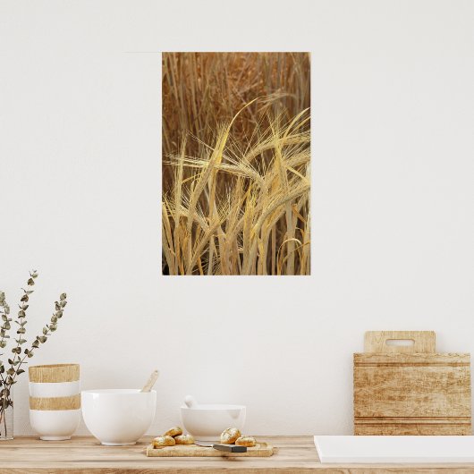 大麦 ポスター (キッチン)