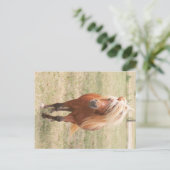 大麻入りの小型の馬 ポストカード (スタンド正面)