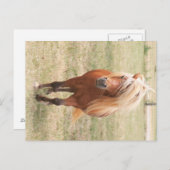 大麻入りの小型の馬 ポストカード (正面/裏面)