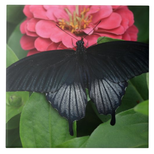 大(6" X 6")セラミック写真タイル/バタフライ タイル (正面)