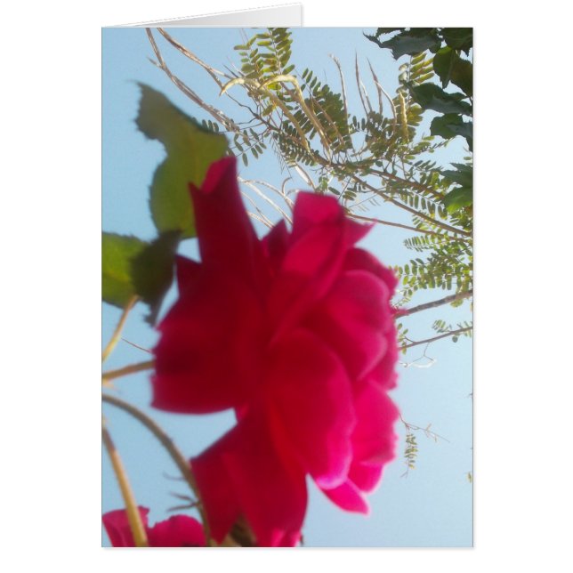 天の開花：空に対するバラ (正面)