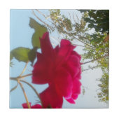 天の開花:空に対するバラ タイル (正面)