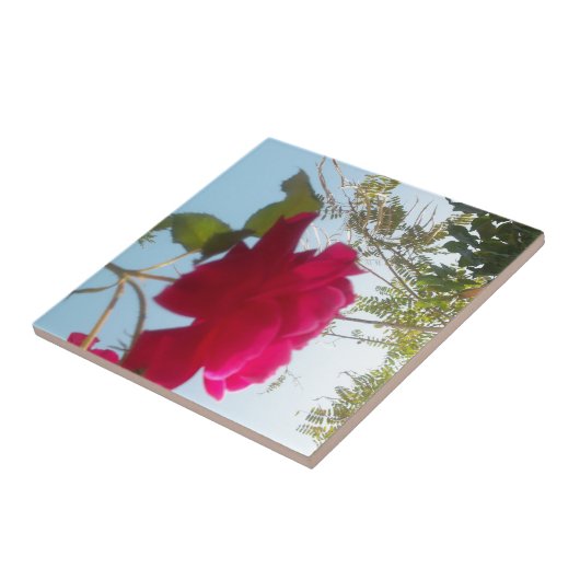 天の開花:空に対するバラ タイル (側面)