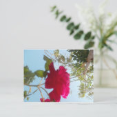 天の開花:空に対するバラ ポストカード (スタンド正面)