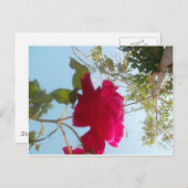 天の開花:空に対するバラ ポストカード (正面/裏面)