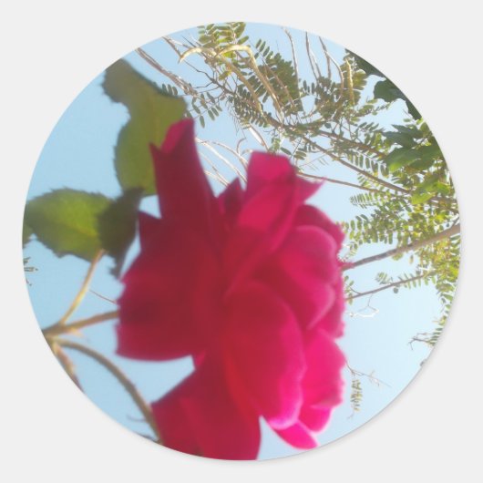 天の開花：空に対するバラ ラウンドシール (正面)