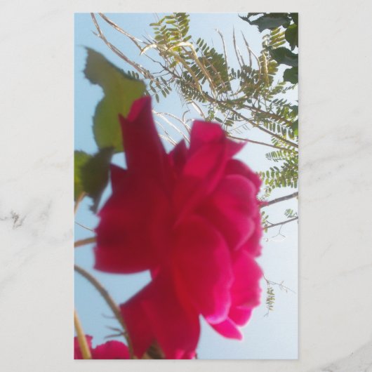 天の開花：空に対するバラ 便箋 (正面)