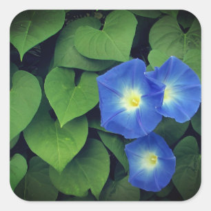 天の青い朝顔の花 スクエアシール