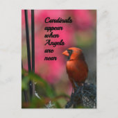 天使が近くにいるときにカーディナルが現れる ポストカード (正面)