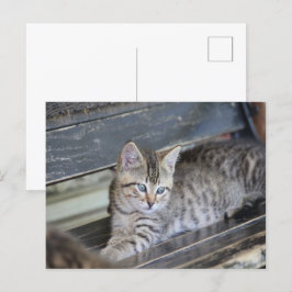 天使のような子猫 ポストカード