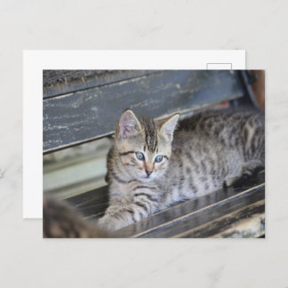 天使のような子猫 ポストカード