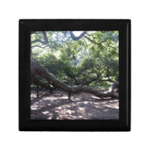 天使のオークの木の肢