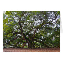 天使のカシ、ジョンズの島、サウスカロライナ