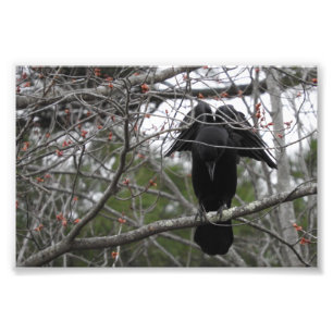 天使のカラスの写真 フォトプリント