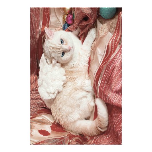 天使の子猫 フォトプリント            (正面)