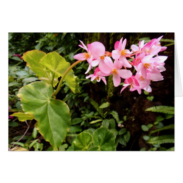 天使の翼のベゴニア (正面横)