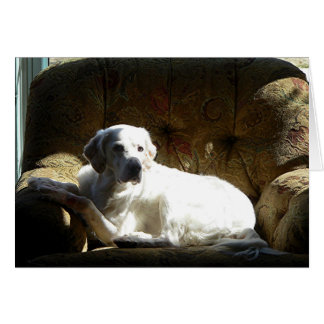 天使の英国セッター