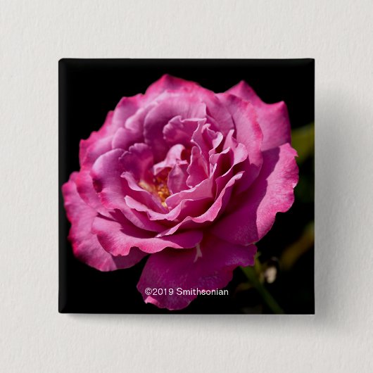 天使の顔のばら色の終わり 缶バッジ (正面)