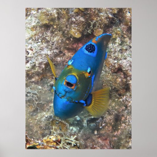 天使顔 ポスター (正面)