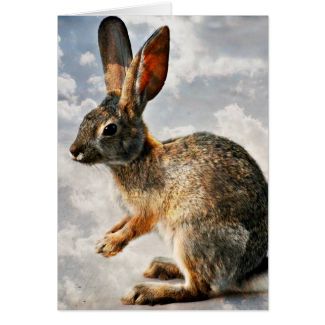 天国のバニーを祈ること (正面)