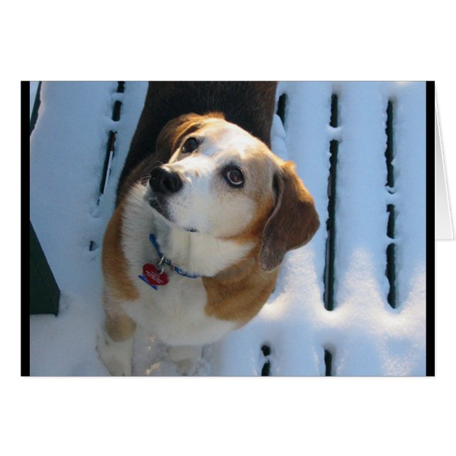 天国の猟犬 (正面横)