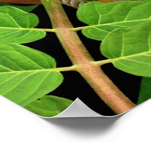 天国葉の木 ポスター (角)