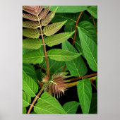 天国葉の木 ポスター (正面)