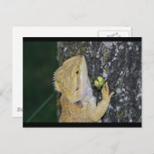 天智絵葉書 ポストカード (正面/裏面)