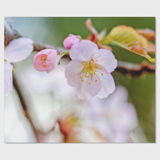 天然フローラ桜花組成 ラッピングペーパー (フラット)