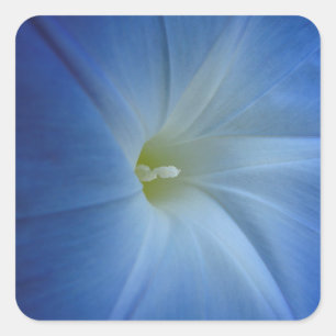 天空の青い朝顔の花の写真 スクエアシール