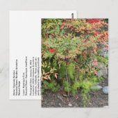 天竹とアスパラガスファーンポストカード ポストカード (正面/裏面)