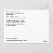 天竹とアスパラガスファーンポストカード ポストカード (裏面)