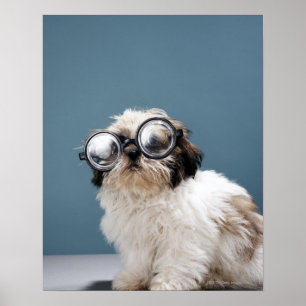 太い眼鏡をかけている子犬 ポスター