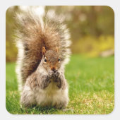 太ったリス スクエアシール (正面)