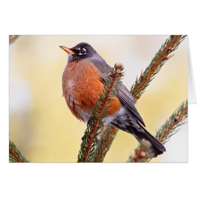 太ったロビン (正面横)