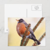 太ったロビン ポストカード (正面/裏面)