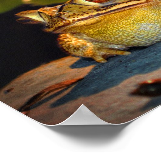 太った大きなカエル ポスター (角)