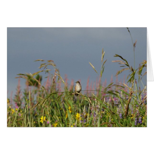 太った小さなハチドリ (正面横)