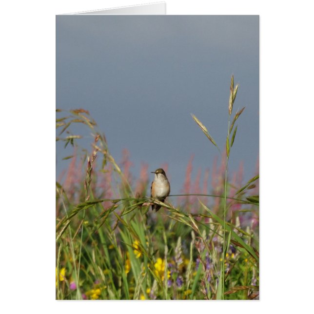 太った小さなハチドリ (正面)